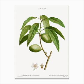 Almond, Pierre Joseph Redoute Canvas Print