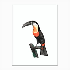 Vintage Green Billed Toucan Bird Illustration on Pure White 1 Canvas Print