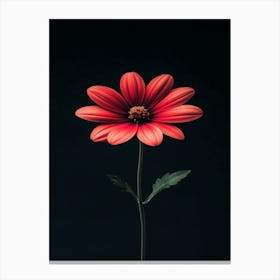 Red Daisy 1 Canvas Print