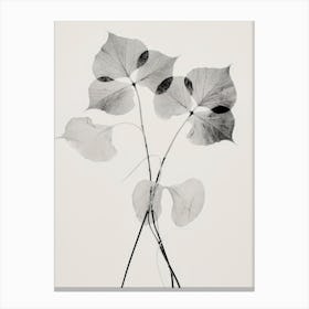 Transparent Botanic No 2 Canvas Print