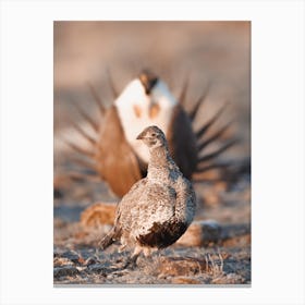 Courting Sage Grouse Canvas Print