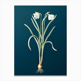 Vintage Narcissus Candidissimus Botanical Art on Teal Blue n.0866 Canvas Print
