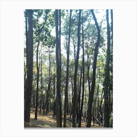 A Beautiful Forest 7 By Binod Dawadi Canvas Print