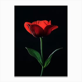 Single Red Flower 2 Canvas Print