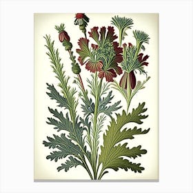 Costmary Herb Vintage Botanical Canvas Print
