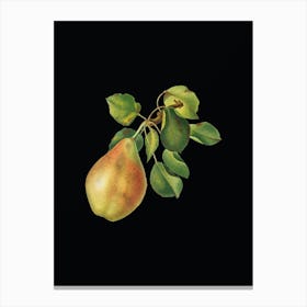 Vintage Pear Branch Botanical Illustration on Solid Black n.0004 Canvas Print