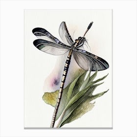 Black Saddlebags Dragonfly Watercolour Ink Pencil 1 Canvas Print