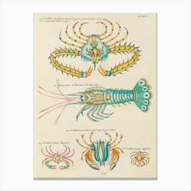 Colourful And Surreal Illustrations Of Fishes And Found In The Indian And Pacific Oceans, Louis Renard(70) Canvas Print