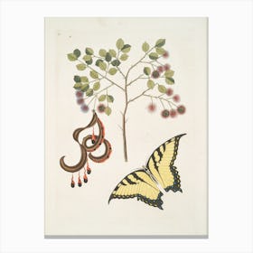 Butterfly On A Branch Canvas Print