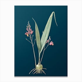 Vintage Pine Pink Botanical Art on Teal Blue n.0590 Canvas Print