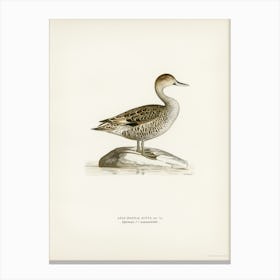 Northern Pintail, The Von Wright Brothers Canvas Print