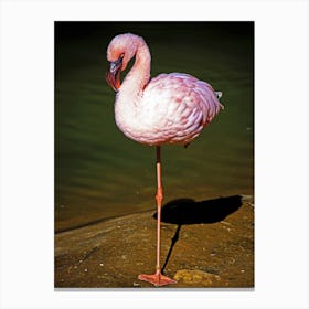 Standing Flamingo Canvas Print