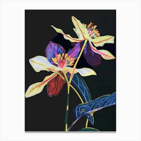 Neon Flowers On Black Hellebore 2 Canvas Print