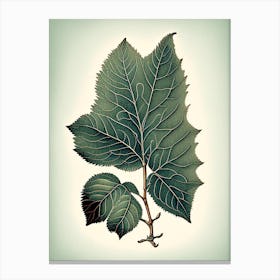 Silverberry Leaf Vintage Botanical 1 Canvas Print
