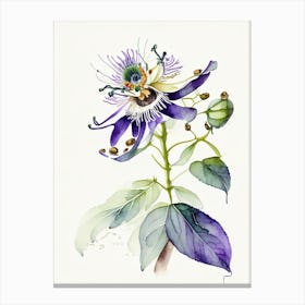 Passion Flower Herb Minimalist Watercolour 2 Canvas Print