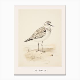 Vintage Bird Drawing Grey Plover 2 Poster Canvas Print