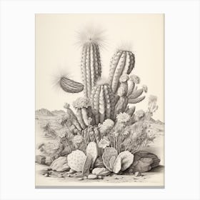Vintage Cactus Illustration Bishops Cap Cactus B&W Canvas Print