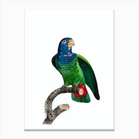 Vintage Blue Headed Pionus Parrot Bird Illustration on Pure White Canvas Print