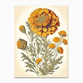 Desert Marigold Wildflower Vintage Botanical 2 Canvas Print