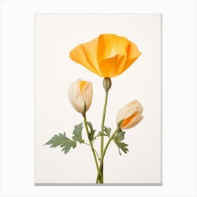 Pressed Wildflower Botanical Art California Poppy 1 Canvas Print