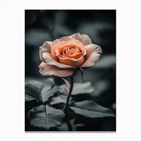 Rose In Black And White Canvas Print