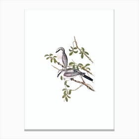 Vintage White Bellied Graucalus Bird Illustration on Pure White n.0092 Canvas Print