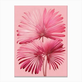 Pink Mexican Fan Palm Fronds Art Print 0 Canvas Print