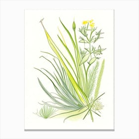 Lemon Grass Spices And Herbs Pencil Illustration 2 Canvas Print