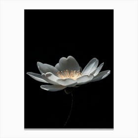 Lotus Flower 29 Canvas Print