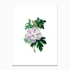 Vintage Wray's Hibiscus Flower Botanical Illustration on Pure White n.0895 Canvas Print
