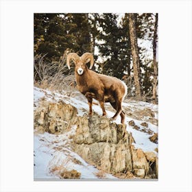 Bighorn Sheep In Winter Canvas Print