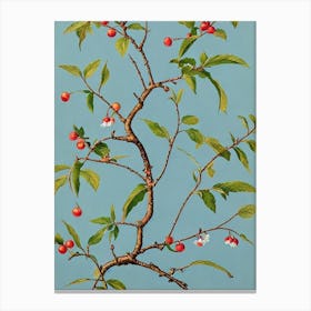 Surinam Cherry 2 Vintage Botanical Fruit Canvas Print