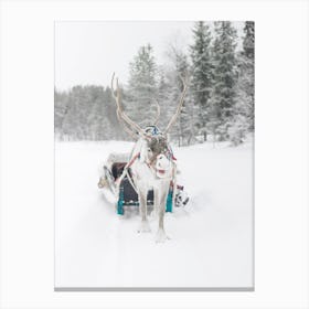 Winter Reindeer Canvas Print