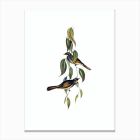 Vintage Yellow Throated Honeyeater Bird Illustration on Pure White n.0027 Canvas Print