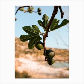Greek Fig Tree Botanical Canvas Print