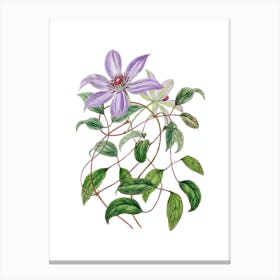 Vintage Violet Clematis Flower Botanical Illustration on Pure White n.0161 Canvas Print
