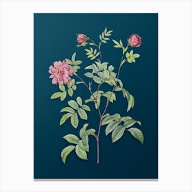 Vintage Cinnamon Rose Botanical Art on Teal Blue n.0230 Canvas Print