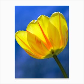 Yellow Tulip Canvas Print