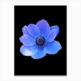 Blue Anemone Flower Canvas Print