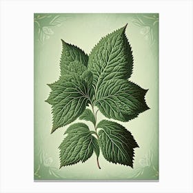Mint Leaf Vintage Botanical 2 Canvas Print