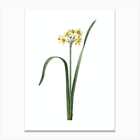 Vintage Cowslip Cupped Daffodil Botanical Illustration on Pure White n.0140 Canvas Print
