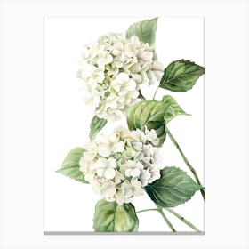 Watercolor Hydrangea Canvas Print