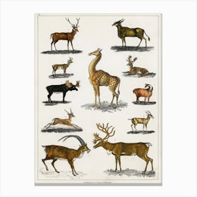 Collection Of Animal With Antlers, Oliver Goldsmith  Canvas Print
