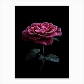 Dark Rose 107 Canvas Print