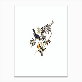 Vintage Broad Billed Flycatcher Bird Illustration on Pure White Canvas Print