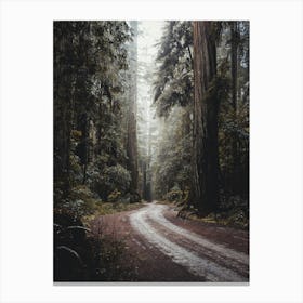 Redwood National Park Morning Adventure Canvas Print