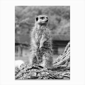 Standing Meerkat Black and White  Canvas Print