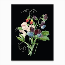 Vintage Sweet Pea Botanical Illustration on Solid Black n.0358 Canvas Print