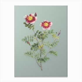 Vintage Variegated Burnet Rose Botanical Art on Mint Green n.0386 Canvas Print