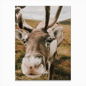 Reindeer Nose Canvas Print